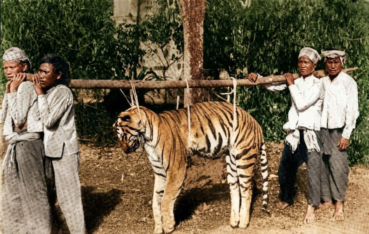 Những thợ săn hổ huyền thoại ở Nam Bộ xưa
