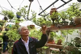 Bonsai ngược – Nghệ thuật “đảo chiều” của tâm hồn Việt