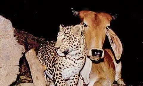 Báo và Bò