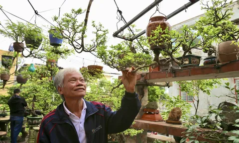 Bonsai ngược – Nghệ thuật “đảo chiều” của tâm hồn Việt