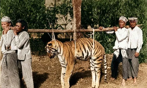 Những thợ săn hổ huyền thoại ở Nam Bộ xưa