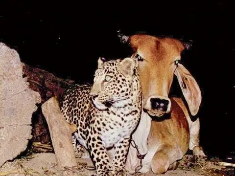 Báo và Bò