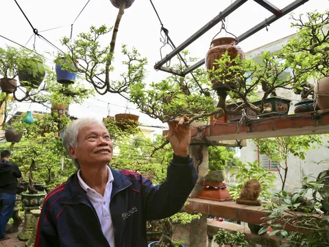 Bonsai ngược – Nghệ thuật “đảo chiều” của tâm hồn Việt