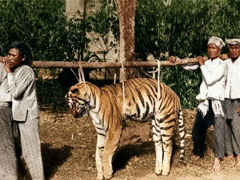 Những thợ săn hổ huyền thoại ở Nam Bộ xưa